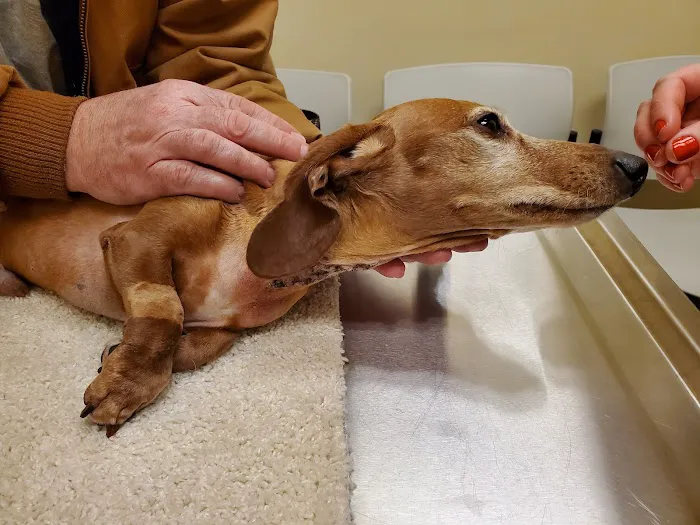 Pittsburgh Veterinary Cardiology 5
