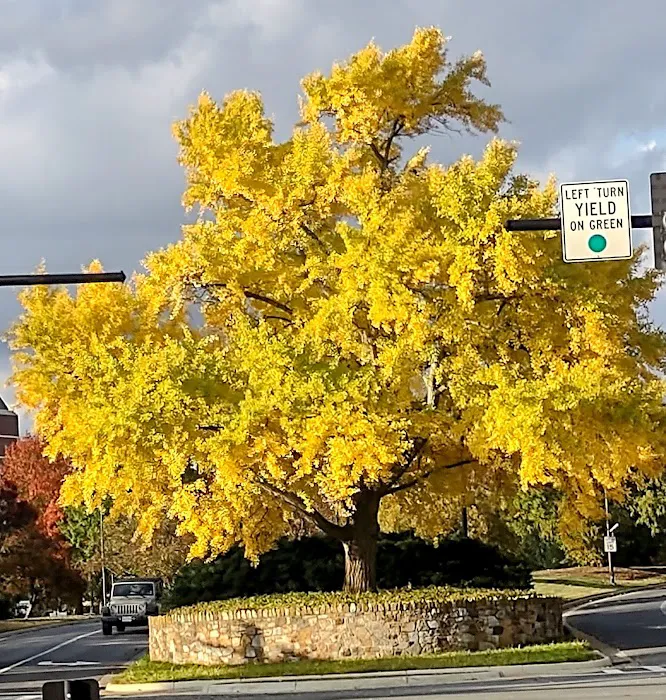 Valley Health 5