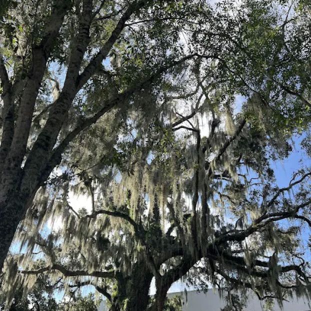 Bay Area Cardiology Associates P.A