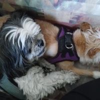 CVCA Cardiac Care for Pets - West Palm Beach