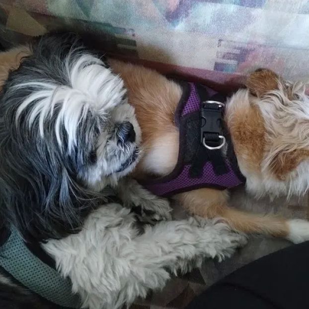 CVCA Cardiac Care for Pets - West Palm Beach