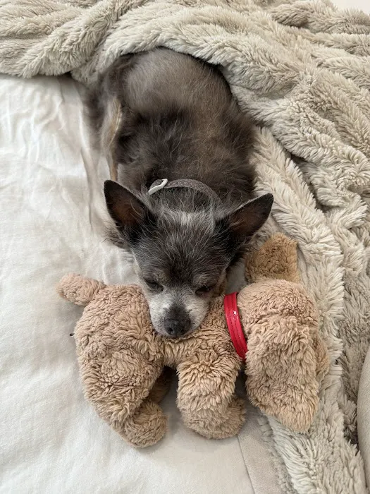 CVCA Cardiac Care for Pets - West Palm Beach 5