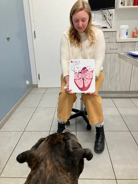 CVCA Cardiac Care for Pets 0