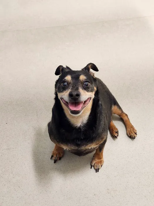 CVCA Cardiac Care for Pets 2