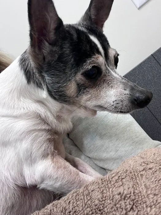 CVCA Cardiac Care for Pets 3