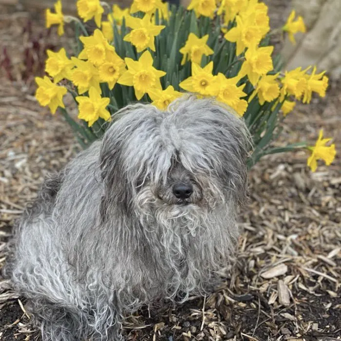 CVCA Cardiac Care for Pets 6