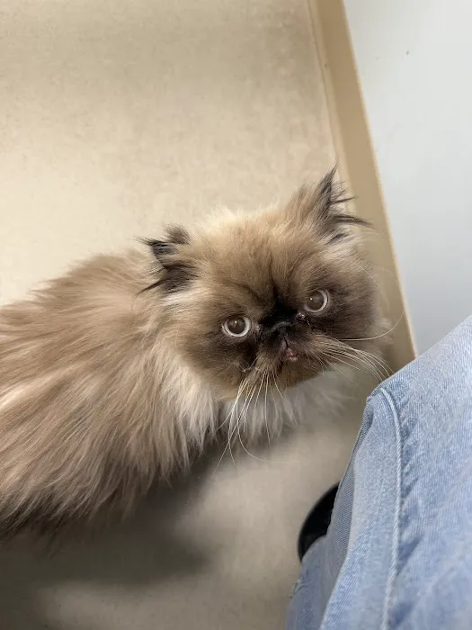 CVCA Cardiac Care for Pets 0