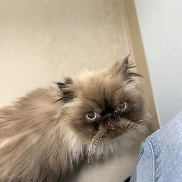 CVCA Cardiac Care for Pets