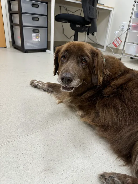 CVCA Cardiac Care for Pets 8