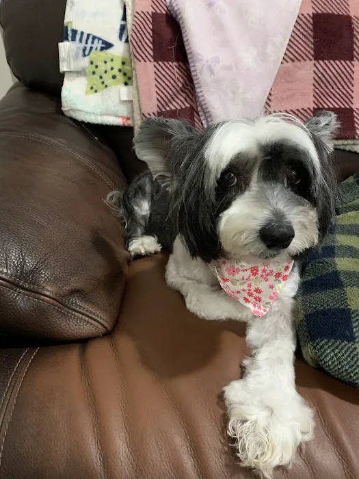 CVCA Cardiac Care for Pets 1