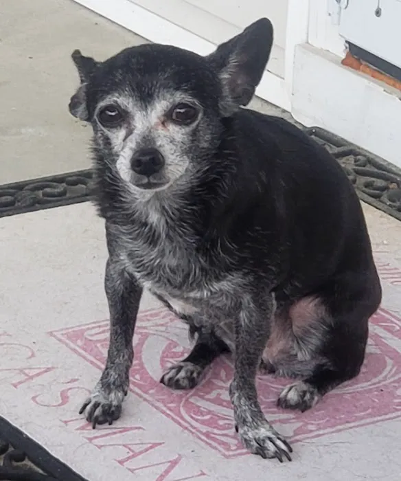 CVCA Cardiac Care for Pets 7