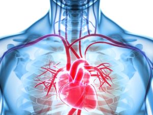 Understanding Heart Disease and the Recovery Process for Better Cardiac Health