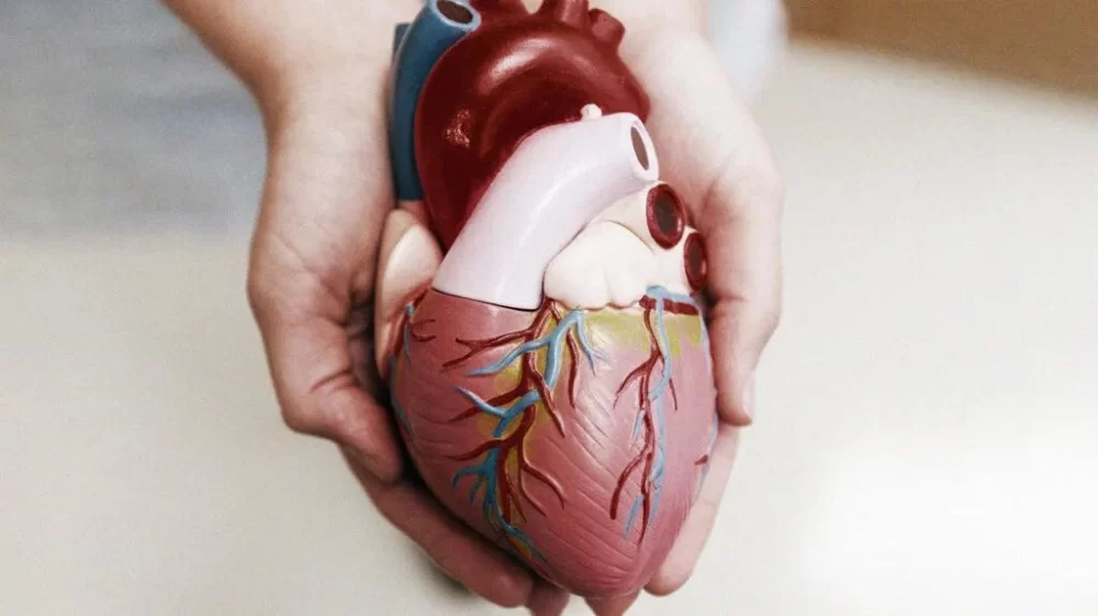 Understanding the Causes of High Blood Pressure and Its Link to Heart Disease