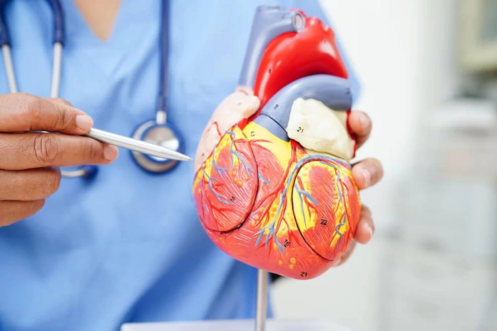 Understanding Heart Disease in Seniors: Prevention, Symptoms, and Management