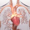 How Stress Affects Heart Disease Risk and What You Can Do About It
