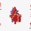 Heart Disease in Athletes: What You Need to Know About Preventing Risks