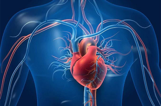 Understanding the Heart Disease and Diabetes Connection for Better Health Management