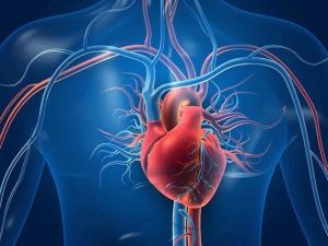 Understanding the Heart Disease and Diabetes Connection for Better Health Management
