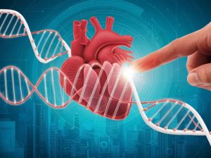 Understanding Heart Disease and the Role of Genetic Counseling