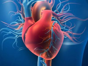 Understanding the Impact of Obesity on Heart Disease and Cardiovascular Health