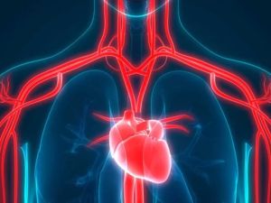 Comprehensive Guide to Heart Disease and Heart Transplant Recovery for Better Cardiac Health