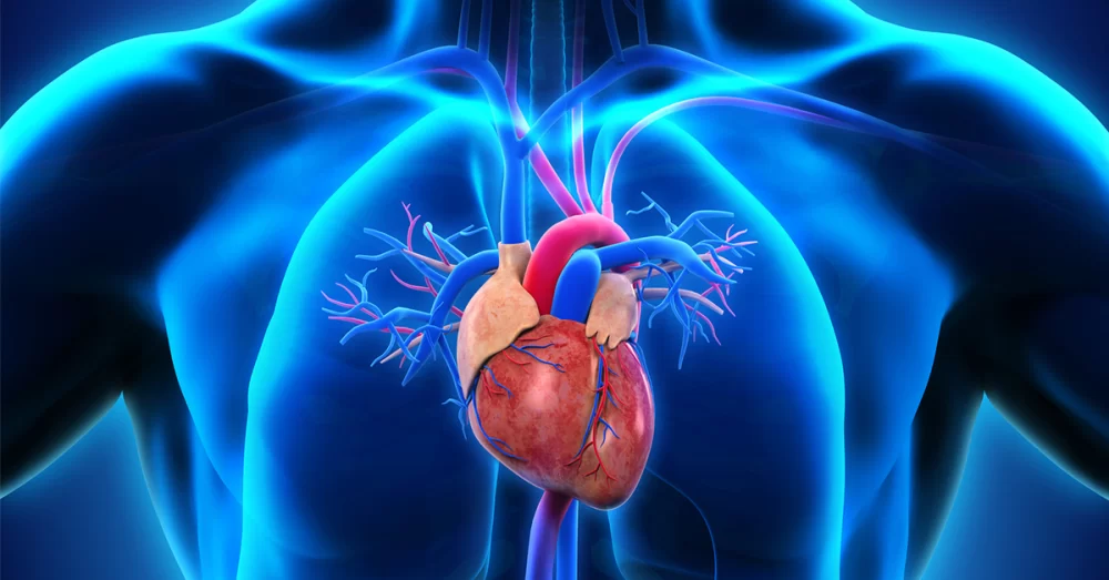 Understanding Heart Disease and Blood Vessel Health for Better Cardiovascular Care