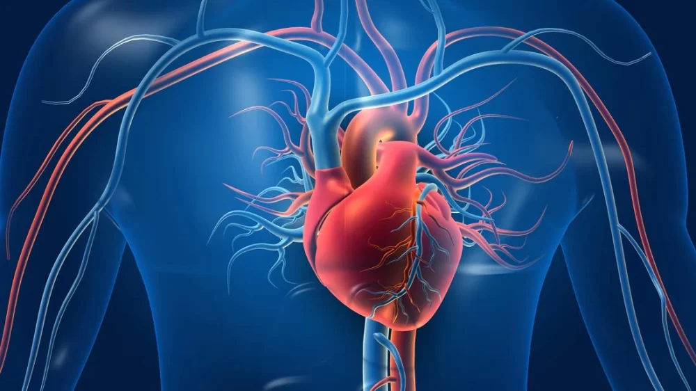 The Critical Role of Hydration in Supporting Heart Disease Prevention and Cardiovascular Health