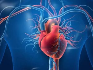 The Critical Role of Hydration in Supporting Heart Disease Prevention and Cardiovascular Health
