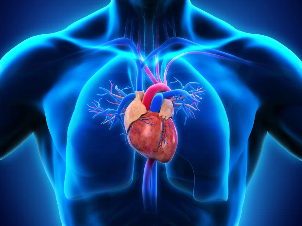 Comprehensive Guide to Heart Disease and Symptoms Checklist for Seniors