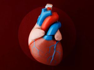 The Impact of Plastic-Related Chemicals on Heart Disease Risk and Prevention Strategies