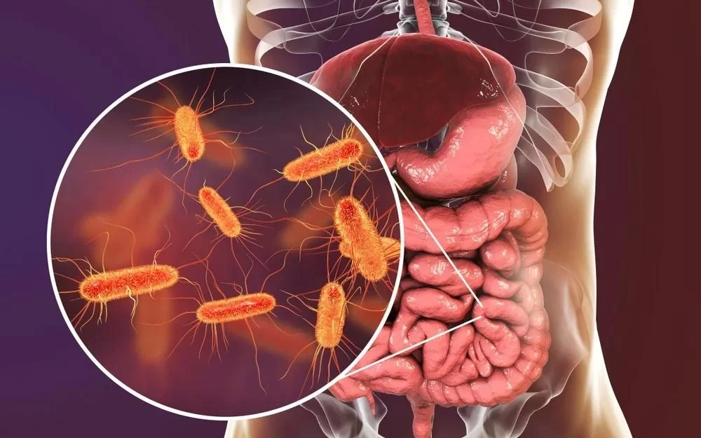 Exploring the Crucial Link Between Heart Disease and Gut Health