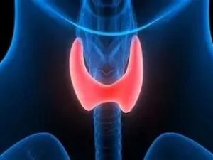 Thyroid Disorders and Their Impact on Your Heart: What You Need to Know