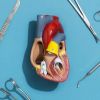 Understanding Your Heart's Electrical System: Arrhythmias Explained