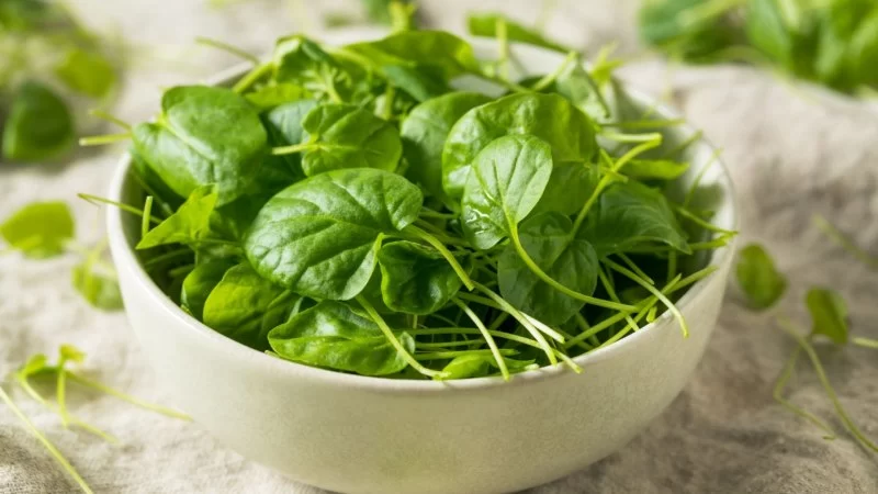 Leafy Green Vegetables: Nutrient Powerhouses That Boost Your Health