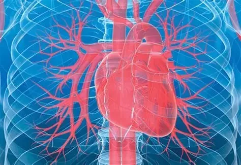 Understanding the Different Types of Heart Scans and What They Reveal