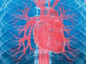 Understanding the Different Types of Heart Scans and What They Reveal