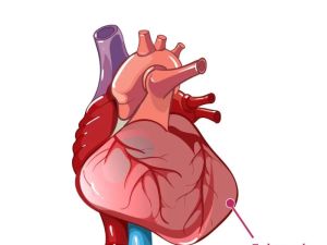 Cardiomyopathy: Understanding Weakened Heart Muscle and Its Impact