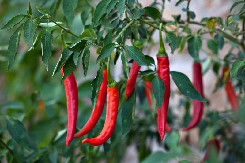 Cayenne: A Powerful Herb for Circulation and Metabolism