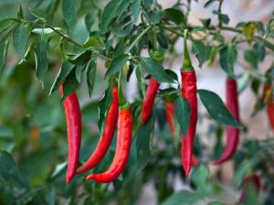 Cayenne: A Powerful Herb for Circulation and Metabolism