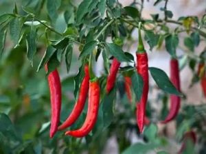 Cayenne: For Circulation and Metabolism