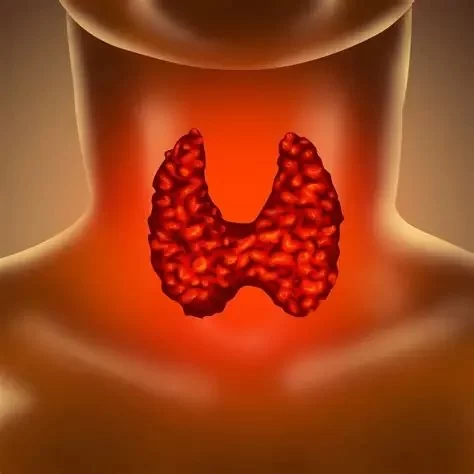 Thyroid Disorders: Their Unexpected Link to Your Heart