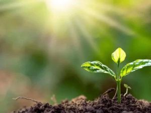 Cultivating a Growth Mindset for Heart Health