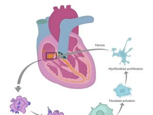 Stem Cell Applications in Regenerative Cardiology and Future Advances