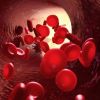 The Role of Vitamin B12 in Red Blood Cell and Heart Function | HeartCare Hub