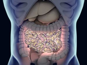 The Relationship Between Gut Bacteria and Cholesterol Metabolism: A Guide