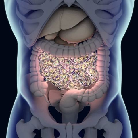 The Relationship Between Gut Bacteria and Cholesterol Metabolism: A Guide