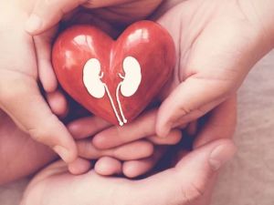 The Connection Between Kidney Disease and Heart Problems: Understanding the Link